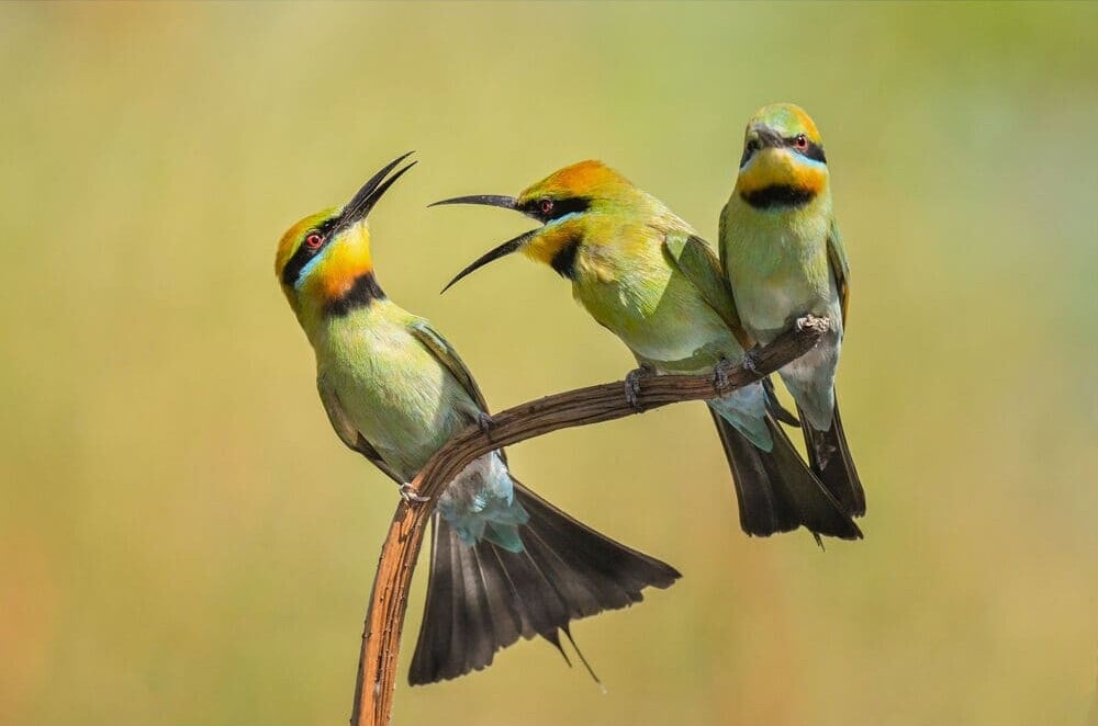 Bird Photography D500 Autofocus Nikon D500 With 500mm Pf